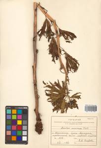 Aconitum maximum Pall. ex DC., Siberia, Russian Far East (S6) (Russia)
