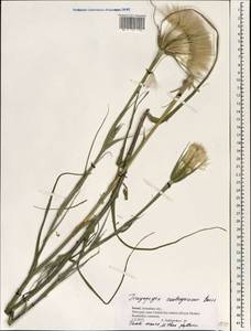 Tragopogon coelesyriacus Boiss., South Asia, South Asia (Asia outside ex-Soviet states and Mongolia) (ASIA) (Israel)