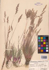 Corynephorus canescens (L.) P.Beauv., Eastern Europe, Lithuania (E2a) (Lithuania)