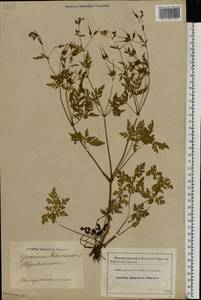 Geranium robertianum L., Eastern Europe, Latvia (E2b) (Latvia)