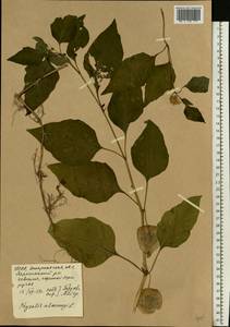 Alkekengi officinarum Moench, Eastern Europe, West Ukrainian region (E13) (Ukraine)