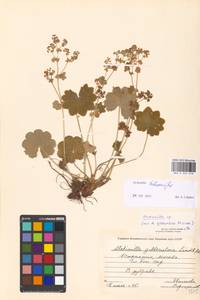 Alchemilla hebescens Juz., Eastern Europe, Moscow region (E4a) (Russia)