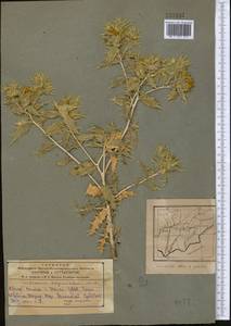 Carthamus oxyacanthus M. Bieb., Middle Asia, Pamir & Pamiro-Alai (M2) (Tajikistan)