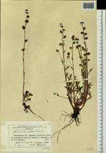 Artemisia norvegica subsp. saxatilis (Besser) H. M. Hall & Clem., Siberia, Chukotka & Kamchatka (S7) (Russia)