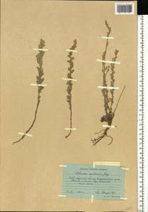 Artemisia austriaca Jacq., Eastern Europe, South Ukrainian region (E12) (Ukraine)