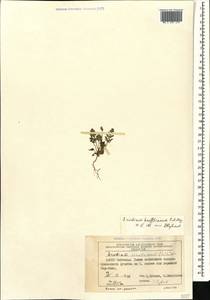 Erodium hoefftianum C. A. Meyer, Caucasus, Azerbaijan (K6) (Azerbaijan)