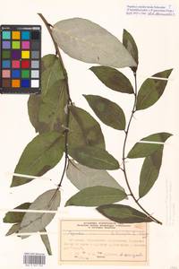 Populus ×moscoviensis Schröd., Eastern Europe, Moscow region (E4a) (Russia)
