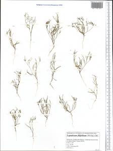 Leptaleum filifolium (Willd.) DC., Middle Asia, Caspian Ustyurt & Northern Aralia (M8) (Kazakhstan)