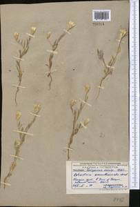 Chardinia orientalis (L.) Kuntze, Middle Asia, Pamir & Pamiro-Alai (M2) (Uzbekistan)
