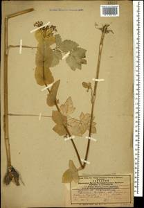 Smyrnium perfoliatum L., Caucasus, Azerbaijan (K6) (Azerbaijan)