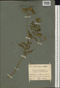 Turgenia latifolia (L.) Hoffm., Eastern Europe, Moscow region (E4a) (Russia)