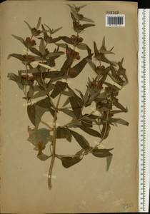 Phlomis herba-venti subsp. pungens (Willd.) Maire ex DeFilipps, Eastern Europe, North Ukrainian region (E11) (Ukraine)