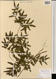 Lygodium, South Asia, South Asia (Asia outside ex-Soviet states and Mongolia) (ASIA) (Vietnam)