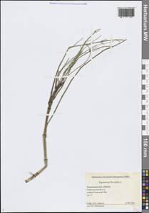 Equisetum fluviatile L., Siberia, Western Siberia (S1) (Russia)