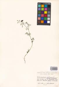 Coriandrum sativum L., Eastern Europe, Moscow region (E4a) (Russia)