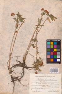 Trifolium lupinaster L., Eastern Europe, Eastern region (E10) (Russia)