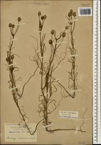 Plantago arenaria Waldst. & Kit., Caucasus, Krasnodar Krai & Adygea (K1a) (Russia)