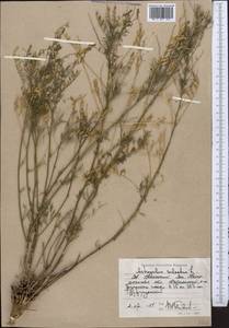 Astragalus sulcatus L., Middle Asia, Caspian Ustyurt & Northern Aralia (M8) (Kazakhstan)