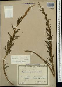 Myricaria bracteata Royle, Crimea (KRYM) (Russia)