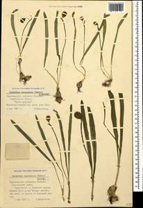 Galanthus alpinus var. alpinus, Caucasus, Black Sea Shore (from Novorossiysk to Adler) (K3) (Russia)