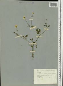 Ranunculus sardous Crantz, Eastern Europe, Central region (E4) (Russia)