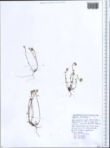 Clypeola jonthlaspi L., Caucasus, Krasnodar Krai & Adygea (K1a) (Russia)