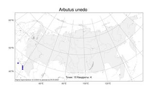 Arbutus unedo L., Atlas of the Russian Flora (FLORUS) (Russia)
