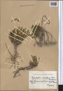 Zygophyllum pinnatum Cham. & Schltdl., Middle Asia, Caspian Ustyurt & Northern Aralia (M8) (Kazakhstan)