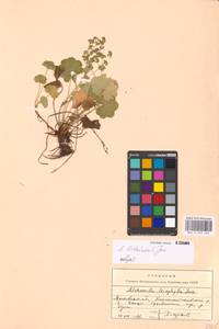 Alchemilla litwinowii Juz., Eastern Europe, Moscow region (E4a) (Russia)