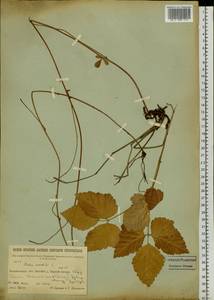 Rubus saxatilis L., Siberia, Baikal & Transbaikal region (S4) (Russia)