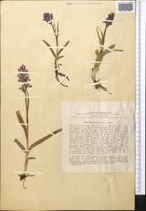 Dactylorhiza salina (Turcz. ex Lindl.) Soó, Middle Asia, Dzungarian Alatau & Tarbagatai (M5) (Kazakhstan)