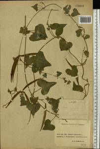 Cynanchum acutum L., Eastern Europe, Rostov Oblast (E12a) (Russia)
