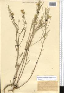 Erysimum diffusum Ehrh., Middle Asia, Dzungarian Alatau & Tarbagatai (M5) (Kazakhstan)