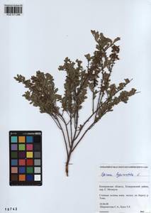 Spiraea hypericifolia L., Siberia, Altai & Sayany Mountains (S2) (Russia)