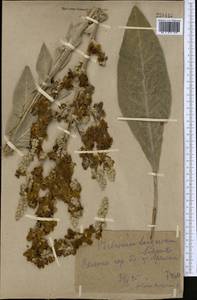 Verbascum songaricum Schrenk, Middle Asia, Kopet Dag, Badkhyz, Small & Great Balkhan (M1) (Turkmenistan)