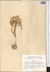 Allium caspium subsp. baissunense (Lipsky) F.O.Khass. & R.M.Fritsch, Middle Asia, Pamir & Pamiro-Alai (M2) (Tajikistan)