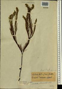 Spatalla curvifolia Salisb. ex . Knight, Africa (AFR) (South Africa)