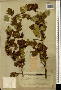 Crataegus pentagyna Waldst. & Kit. ex Willd., Caucasus, Azerbaijan (K6) (Azerbaijan)