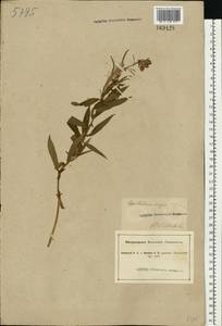 Chamaenerion angustifolium (L.) Scop., Eastern Europe, South Ukrainian region (E12) (Ukraine)