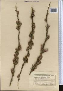 Myricaria squamosa Desv., Middle Asia, Pamir & Pamiro-Alai (M2) (Kyrgyzstan)
