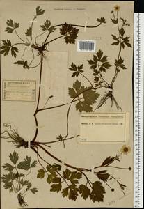 Ranunculus repens L., Eastern Europe, Central forest region (E5) (Russia)