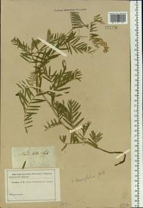 Vicia tenuifolia Roth, Siberia, Altai & Sayany Mountains (S2) (Russia)