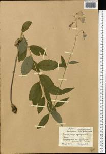 Adenophora liliifolia (L.) A.DC., Eastern Europe, Eastern region (E10) (Russia)