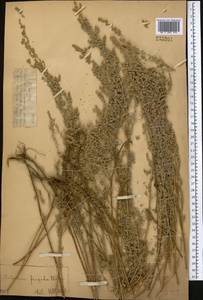Artemisia frigida Willd., Middle Asia, Dzungarian Alatau & Tarbagatai (M5) (Kazakhstan)
