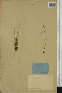 Trichophorum alpinum (L.) Pers., Western Europe (EUR) (Switzerland)
