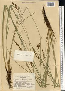 Carex paniculata L., Eastern Europe, Central forest region (E5) (Russia)