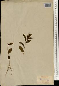 Disporum smilacinum A.Gray, South Asia, South Asia (Asia outside ex-Soviet states and Mongolia) (ASIA) (Japan)