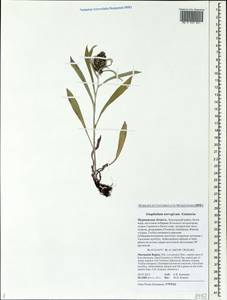 Omalotheca norvegica (Gunnerus) Sch. Bip. & F. W. Schultz, Eastern Europe, Northern region (E1) (Russia)