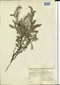 Salix glauca L., Siberia, Chukotka & Kamchatka (S7) (Russia)