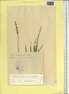 Tofieldia calyculata (L.) Wahlenb., Eastern Europe, Estonia (E2c) (Estonia)